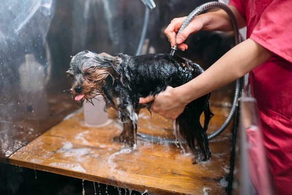 What are the best tips for grooming a long-haired dog?