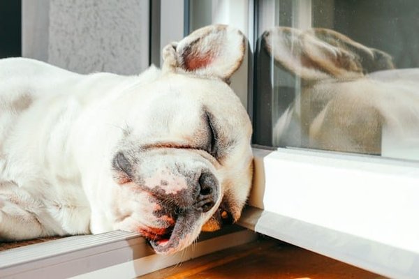 Why do dogs like to lie in the sun?